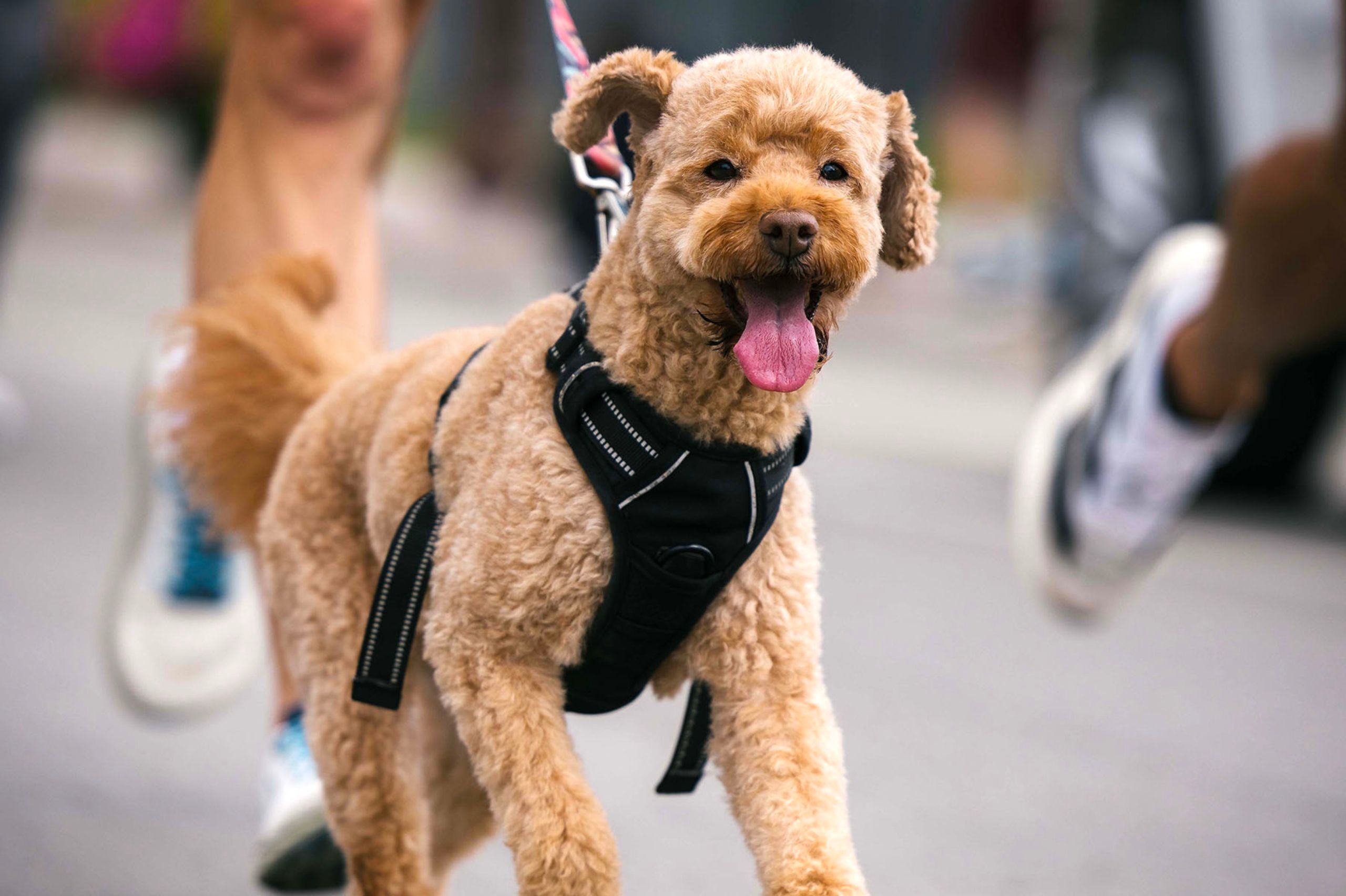 A happy dog running